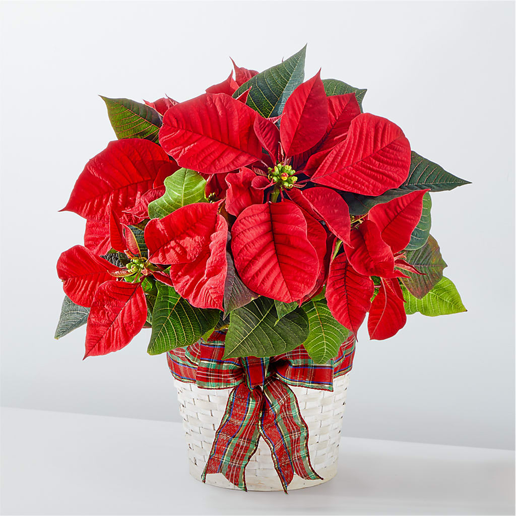 Happiest Holidays Poinsettia – My Florist, Calgary AB