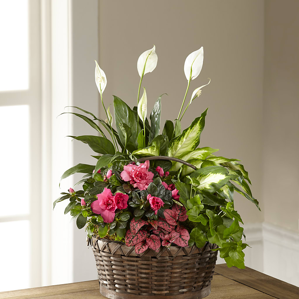Dream in Pink Dishgarden – My Florist, Calgary AB