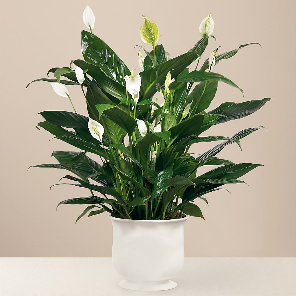Comfort Planter – My Florist, Calgary AB