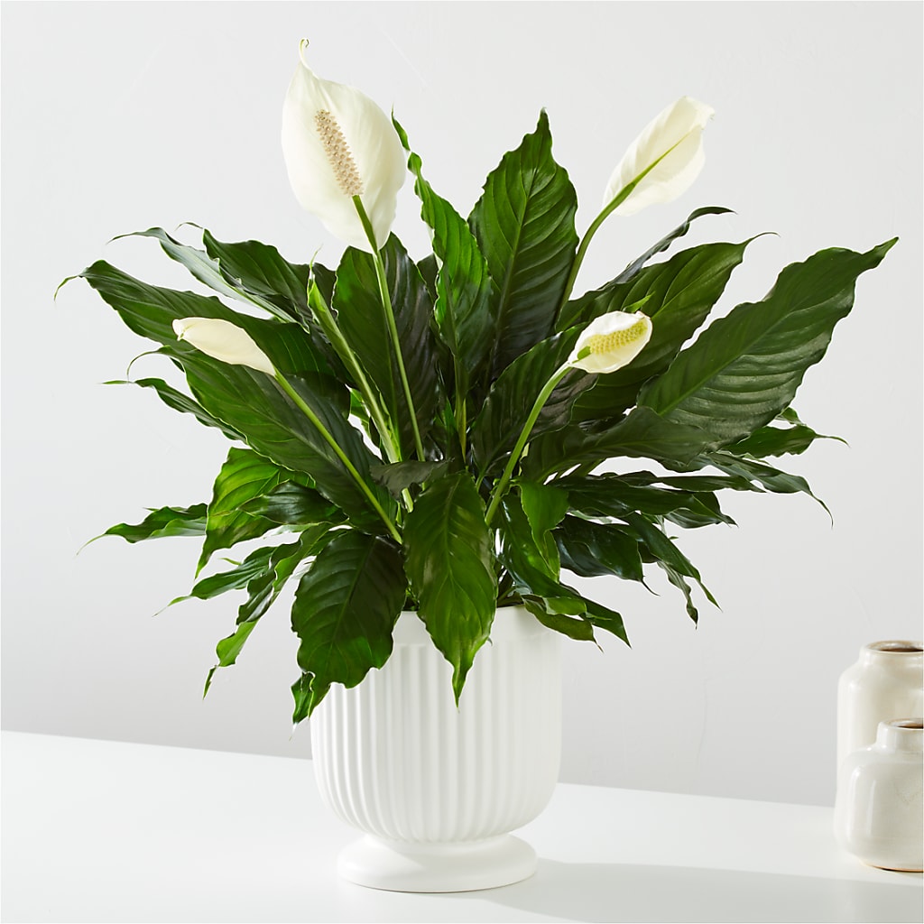 Comfort Planter – My Florist, Calgary AB