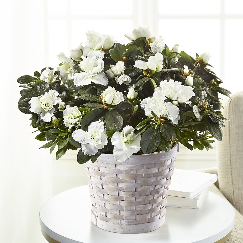 White Azalea Plant – My Florist, Calgary AB