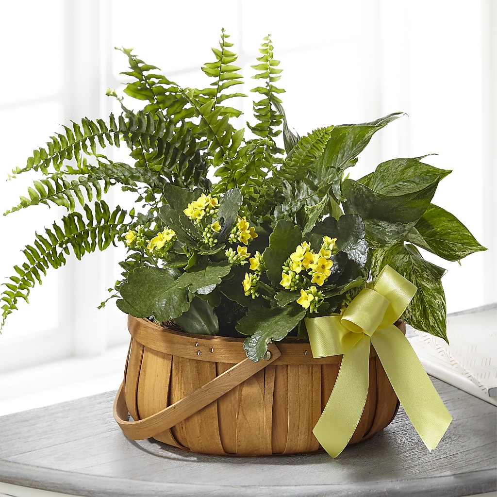 Always Dear Dishgarden – My Florist, Calgary AB