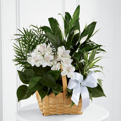 Peace & Serenity Dishgarden –  My Florist, Calgary AB