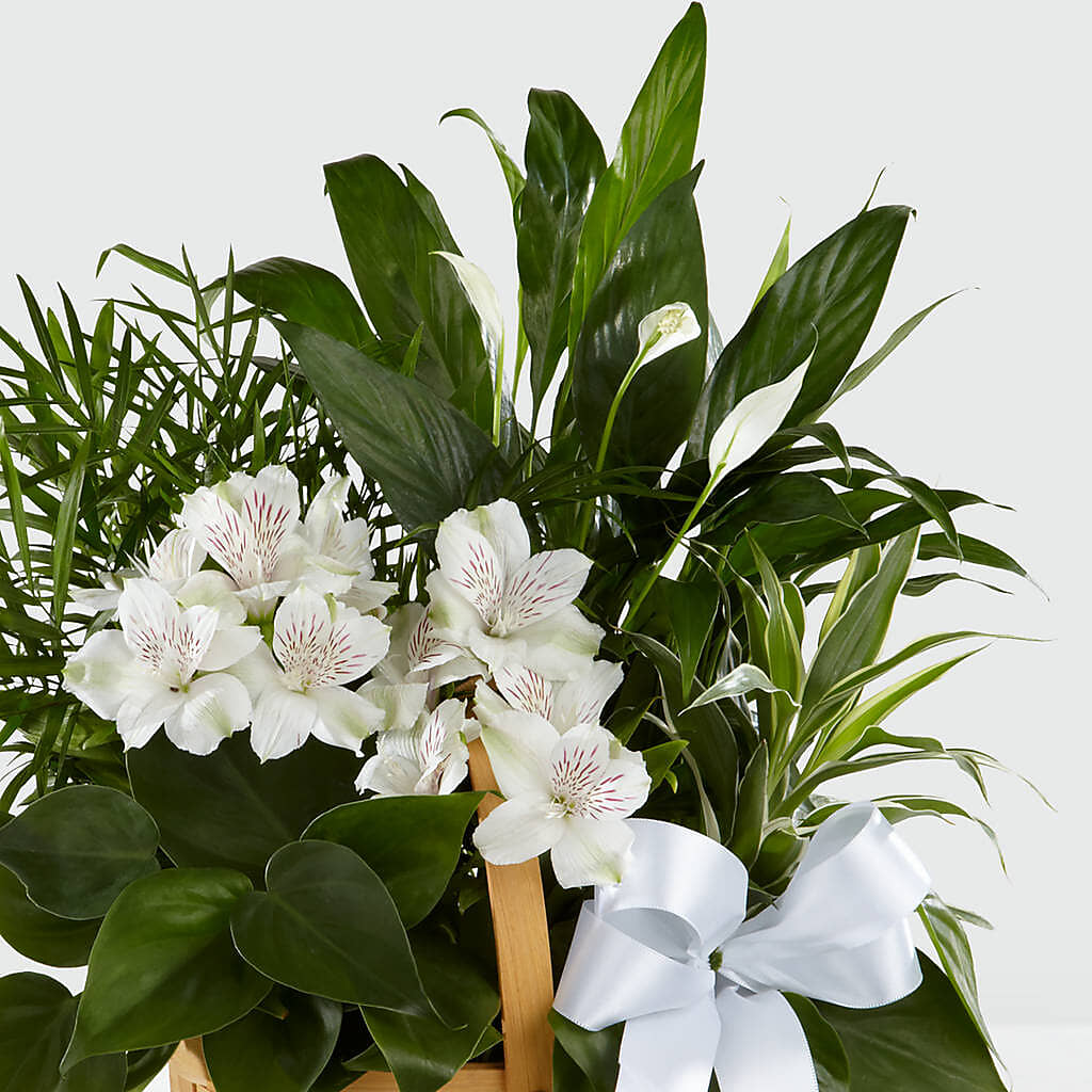 Peace & Serenity Dishgarden –  My Florist, Calgary AB