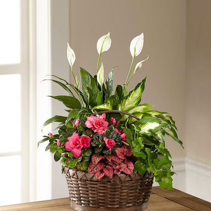 Dream in Pink Dishgarden –  My Florist, Calgary AB