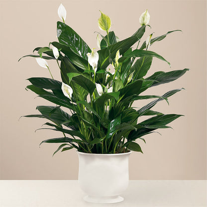 Comfort Planter –  My Florist, Calgary AB