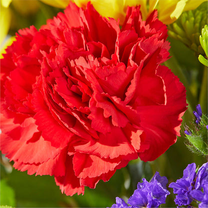 Brighter Days Bouquet –  My Florist, Calgary AB