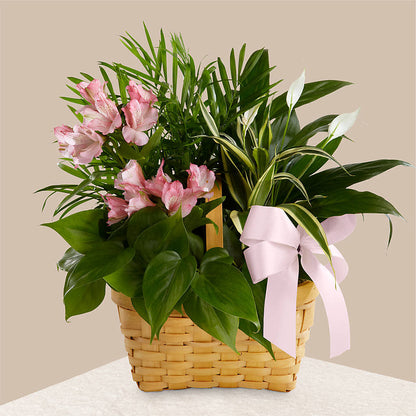 Living Spirit Dishgarden –  My Florist, Calgary AB