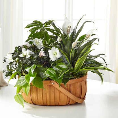 Serene Dishgarden –  My Florist, Calgary AB
