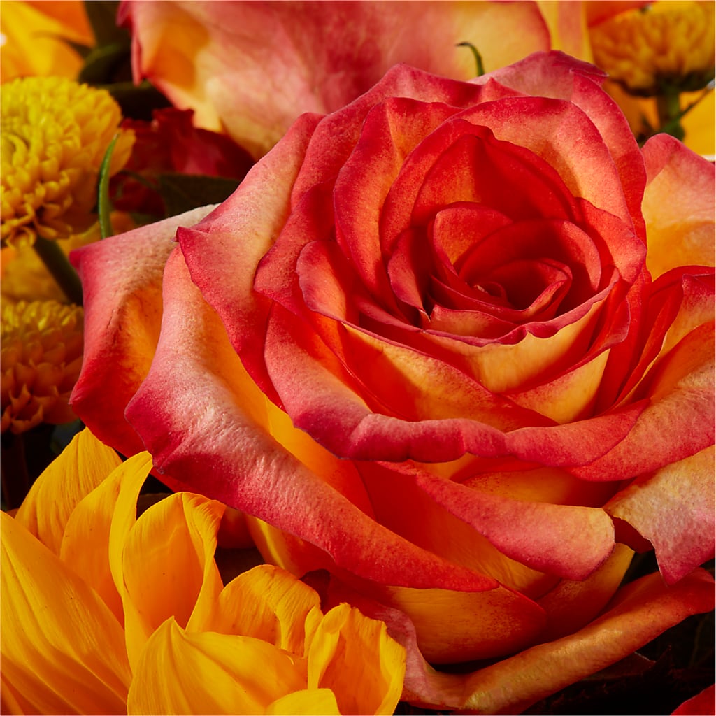 Picnic in the Park Bouquet –  My Florist, Calgary AB