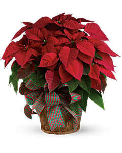 Large Red Poinsettia